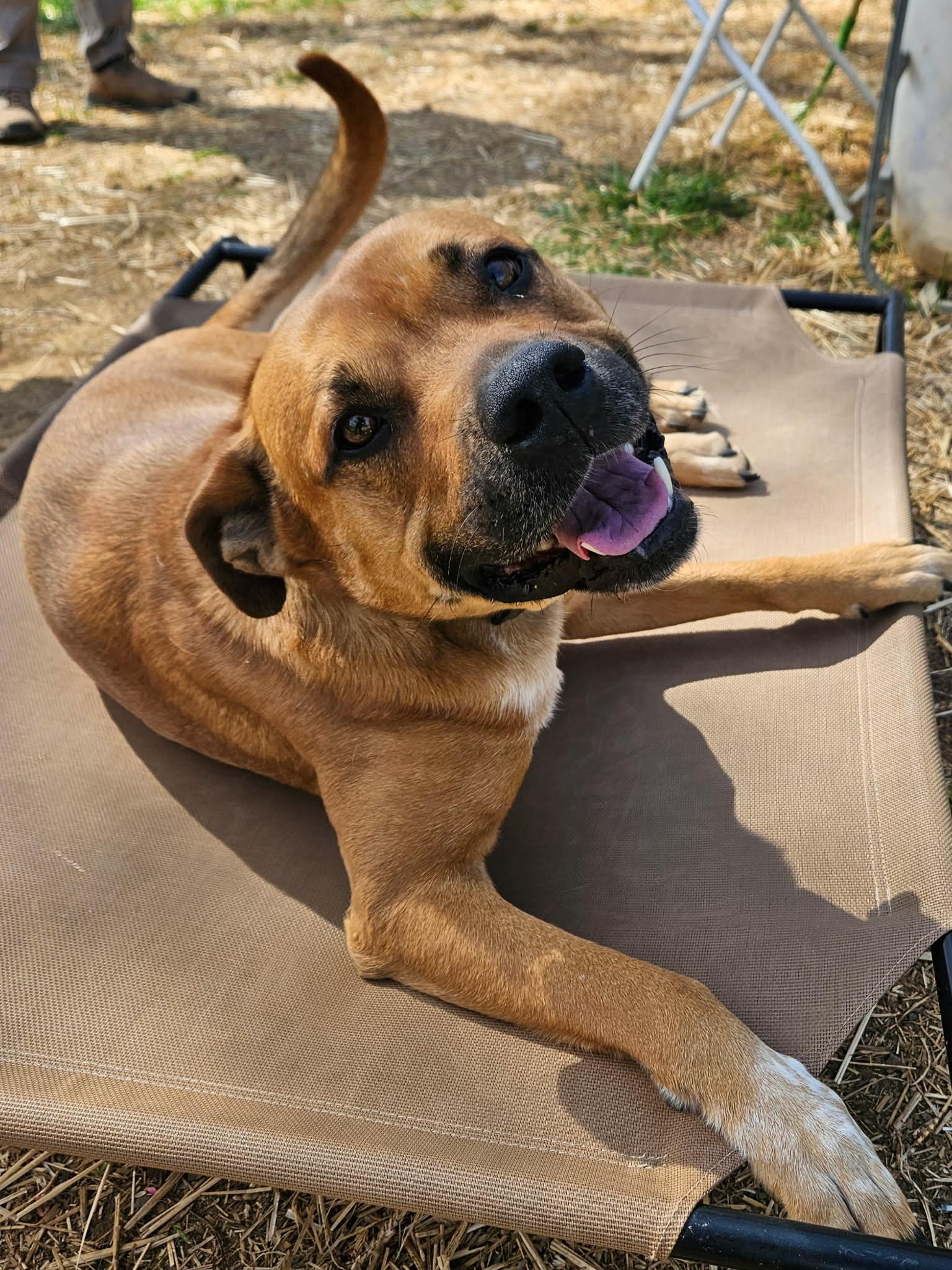 Enlarge Joey, a ADOPTABLE mixed breed in Hilham, TN image 5/5