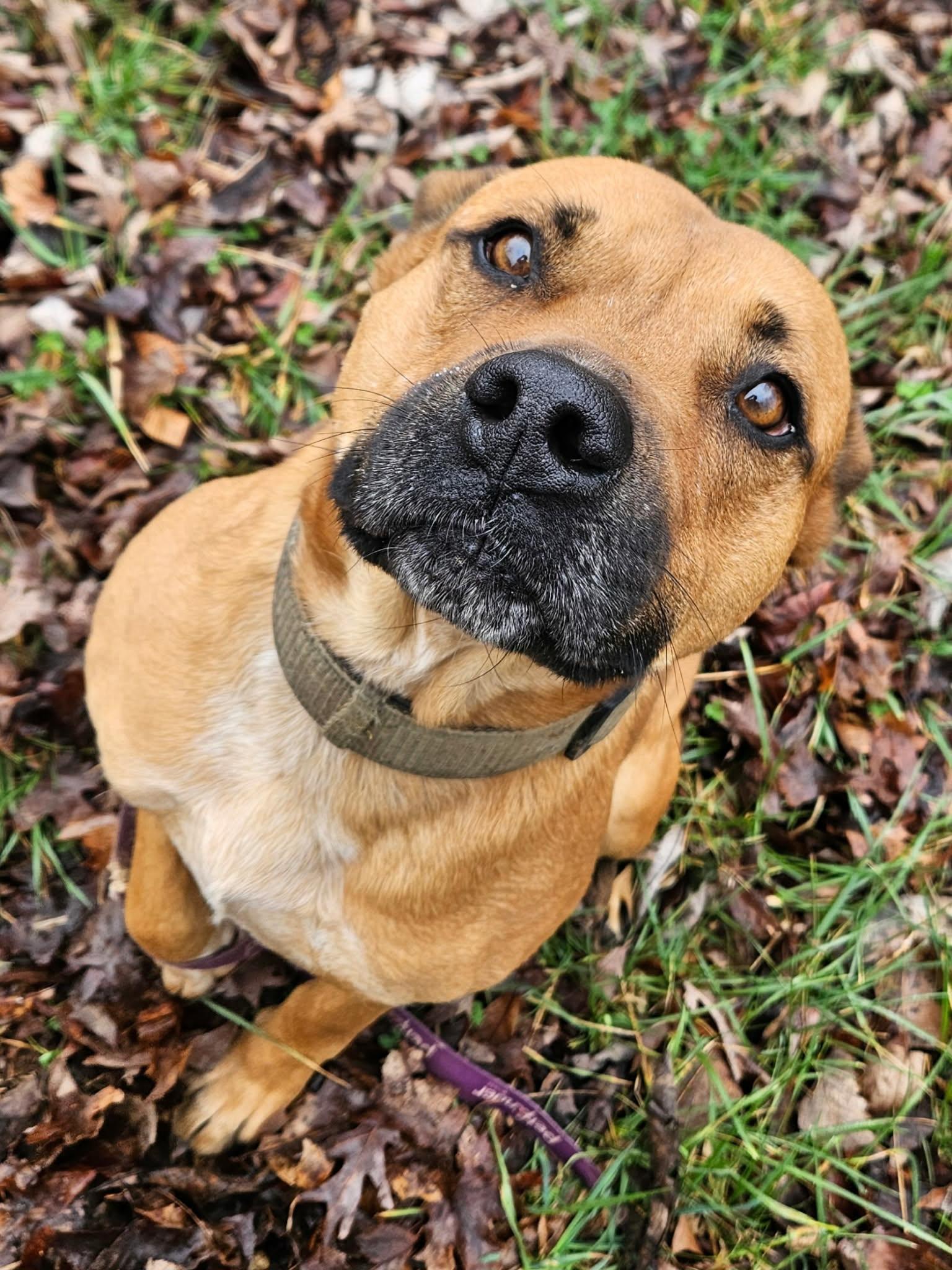 Enlarge Joey, a ADOPTABLE mixed breed in Hilham, TN image 3/5