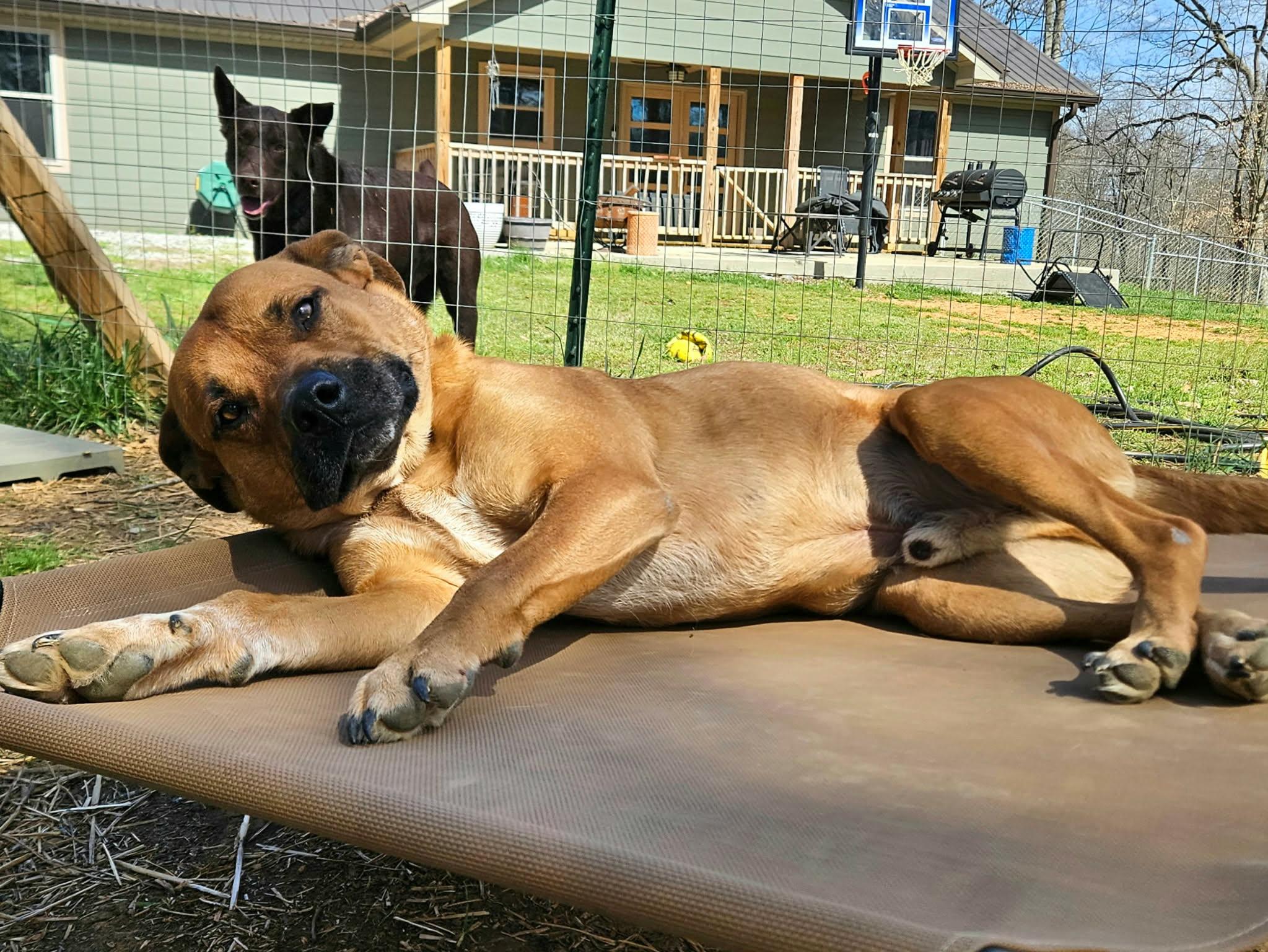 Enlarge Joey, a ADOPTABLE mixed breed in Hilham, TN image 2/5