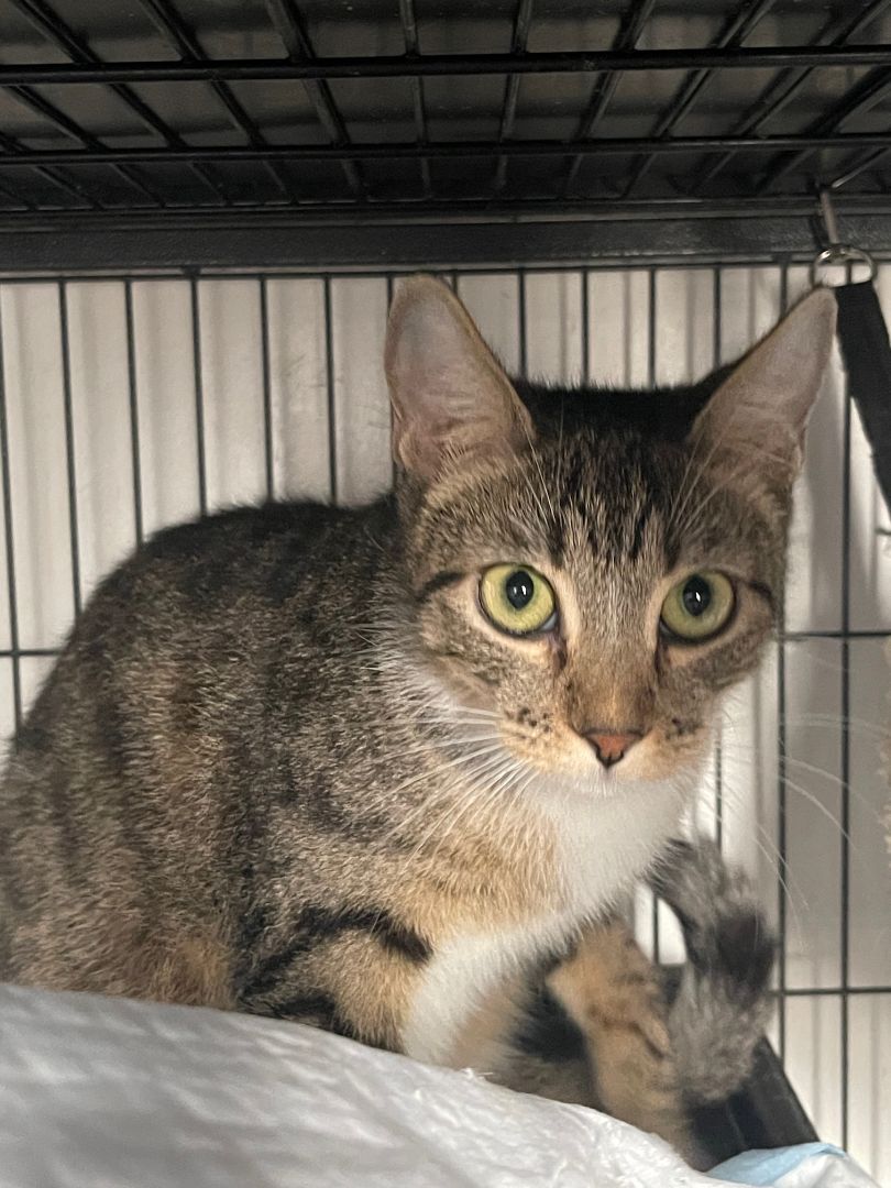 Mickey, Adoptable, Adult Female Domestic Short Hair.