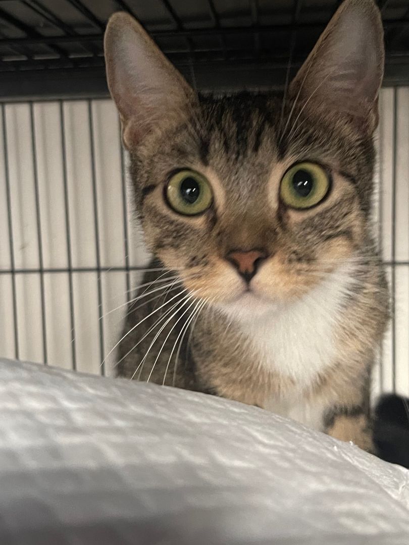 Mickey, a Adoptable mixed breed in Los Angeles, CA image 2/3