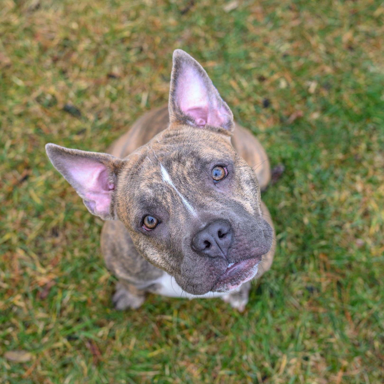 Enlarge BILLIE, an adopted mixed breed in Hamilton, NJ image 1/4