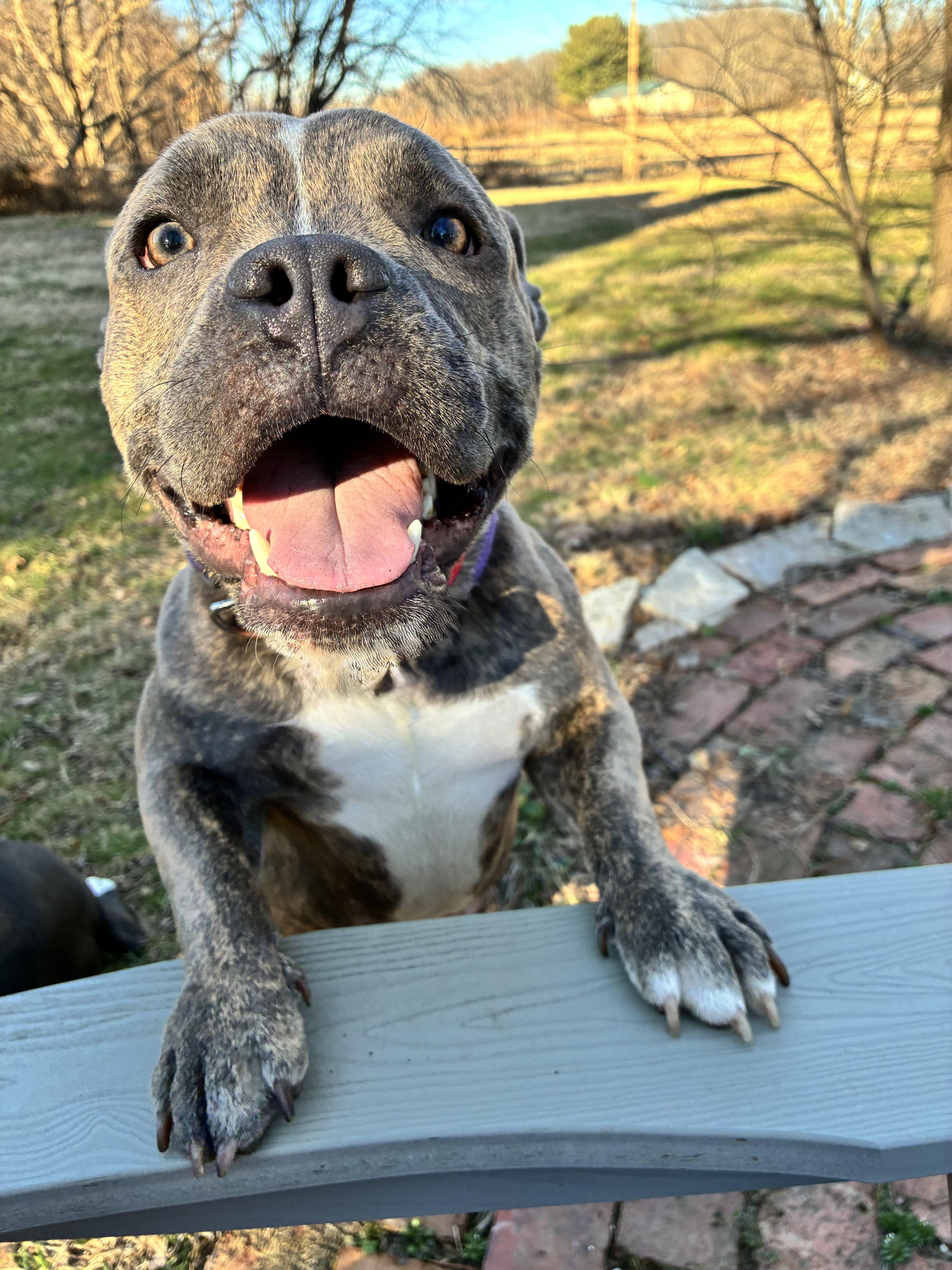 Enlarge BILLIE, an adopted mixed breed in Hamilton, NJ image 4/4