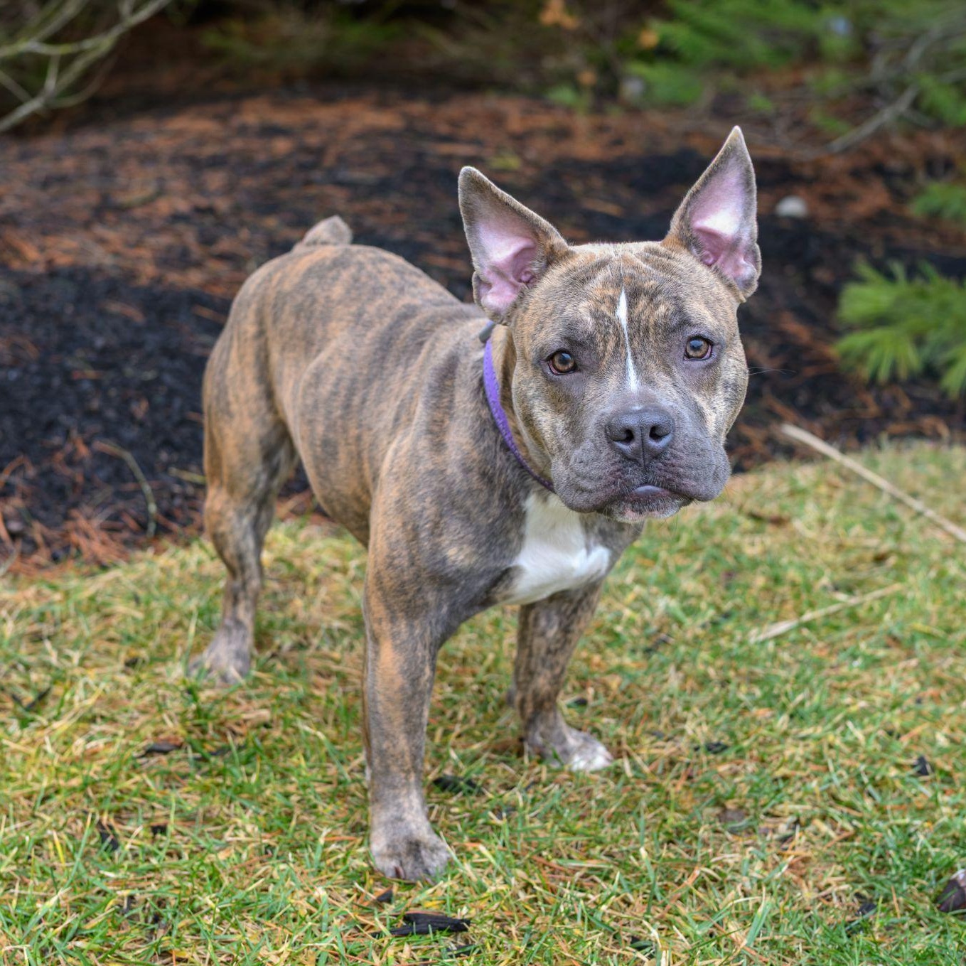 Enlarge BILLIE, an adopted mixed breed in Hamilton, NJ image 3/4