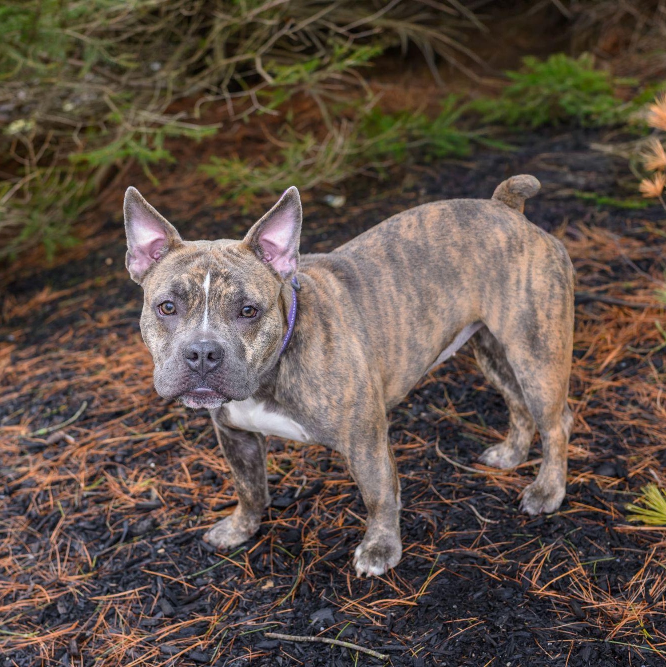 Enlarge BILLIE, an adopted mixed breed in Hamilton, NJ image 2/4