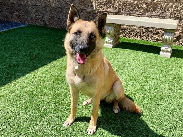 Enlarge KLARA, a Adoptable mixed breed in Moreno Valley, CA image 1/1