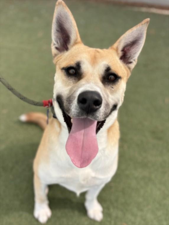 CHADWICK, Adoptable, Adult Male Jindo & Mixed Breed.