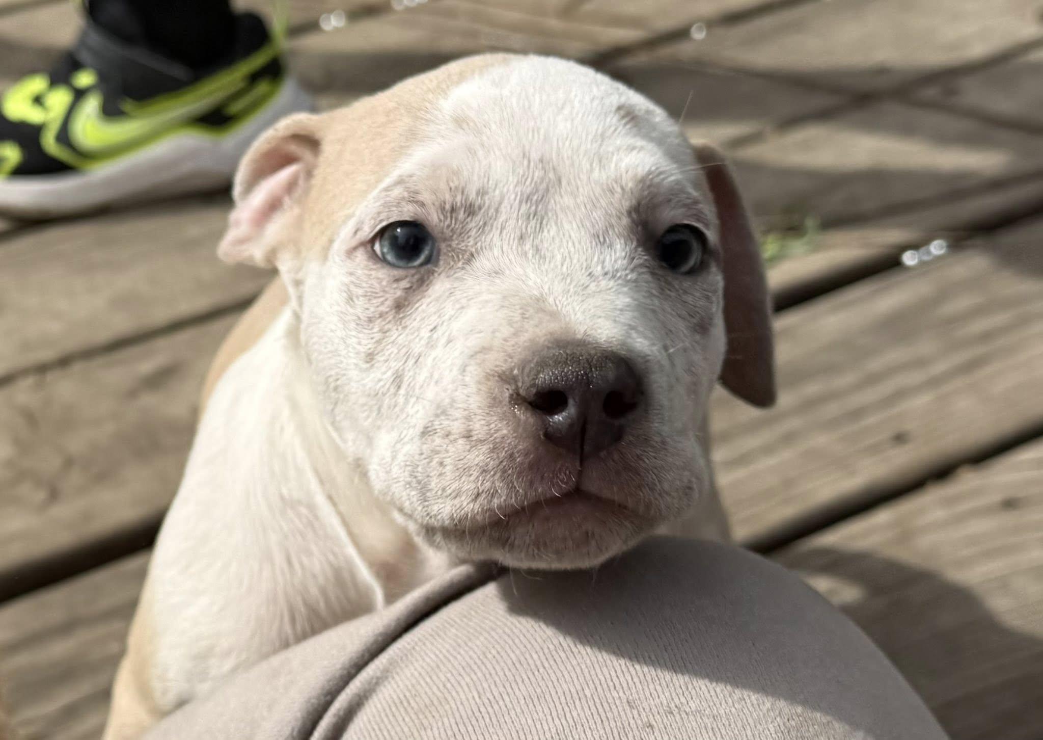Enlarge Mario, a Adoptable mixed breed in Ayden, NC image 2/4