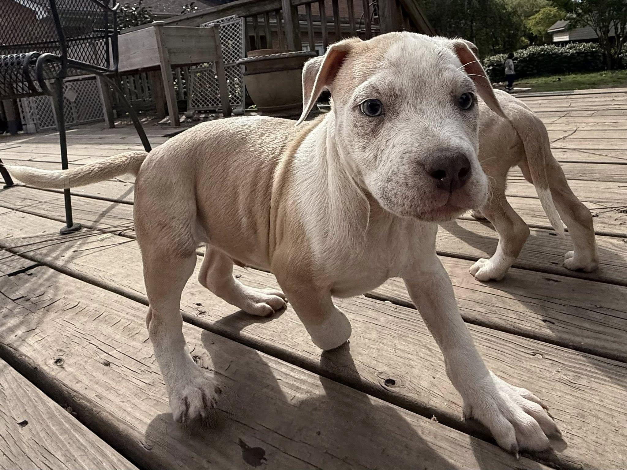 Enlarge Mario, a Adoptable mixed breed in Ayden, NC image 3/4