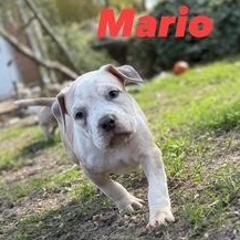 Enlarge Mario, a Adoptable mixed breed in Ayden, NC image 1/4