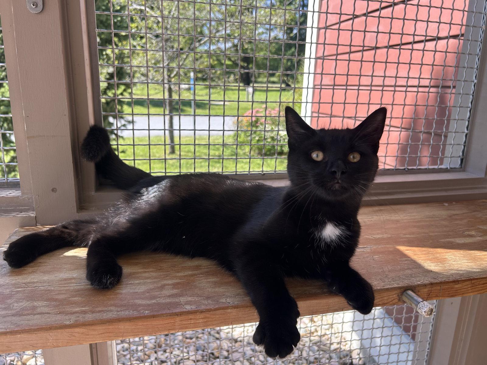 Ronnie, Adoptable, Young Male Domestic Short Hair.