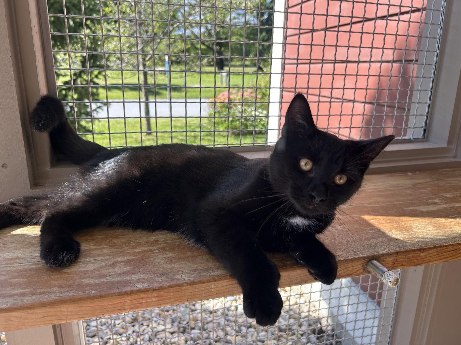 Enlarge Ronnie, a Adoptable Domestic Short Hair in Arlington, VT image 2/2