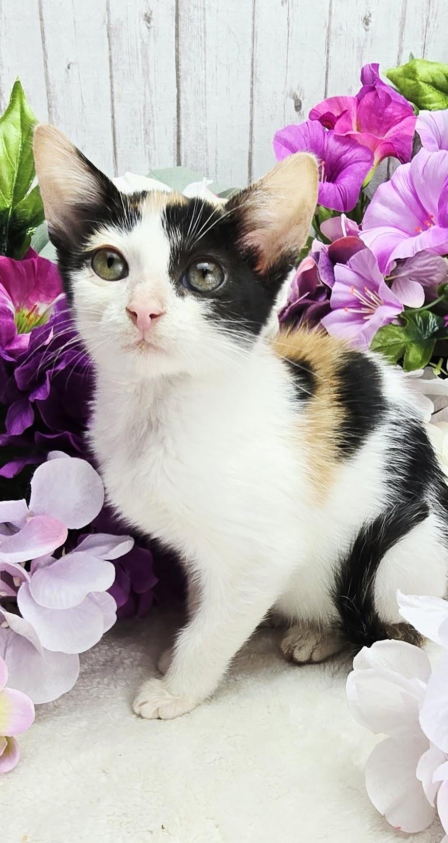 Enlarge Buttercup (Adoption Pending), a Adoptable Domestic Short Hair in Ocean Springs, MS image 2/5