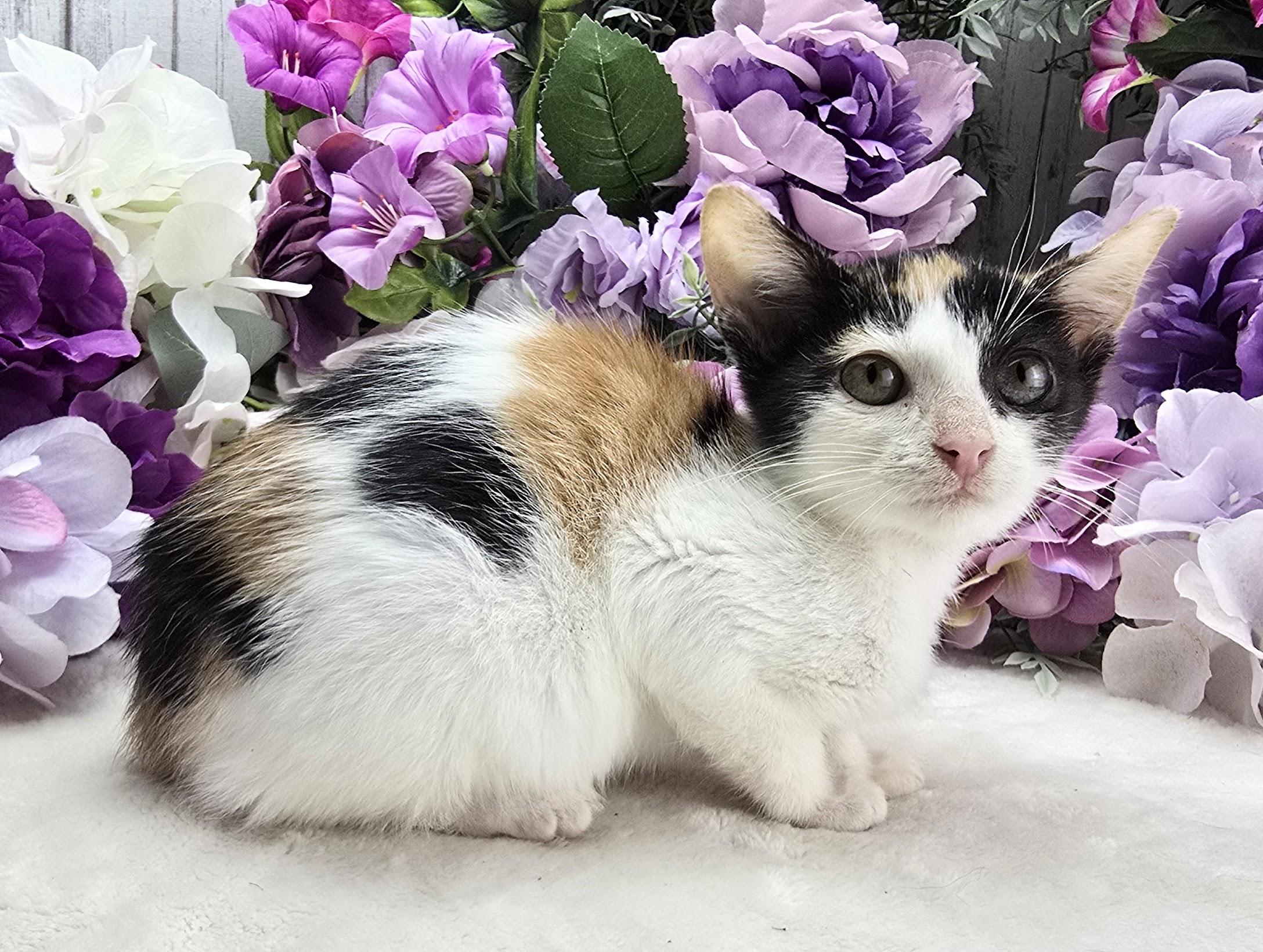 Buttercup (Adoption Pending), Adoptable, Kitten Female Domestic Short Hair.