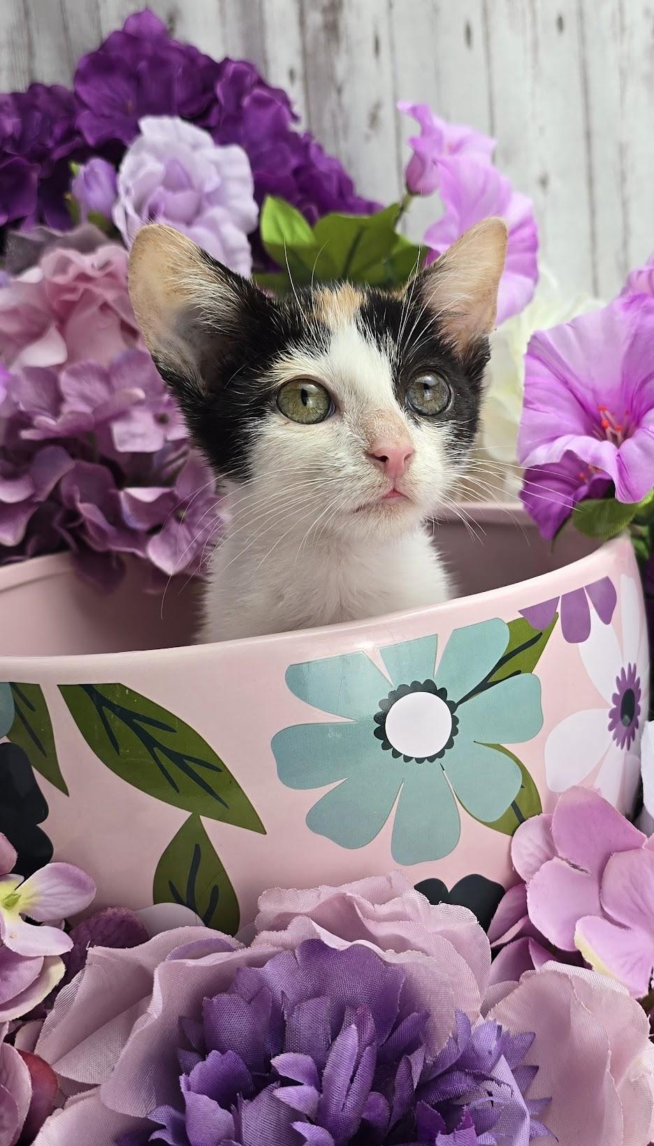 Enlarge Buttercup (Adoption Pending), a Adoptable Domestic Short Hair in Ocean Springs, MS image 3/5