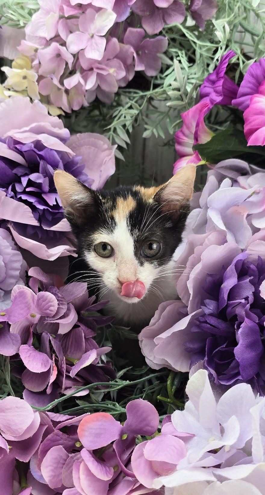 Enlarge Buttercup (Adoption Pending), a Adoptable Domestic Short Hair in Ocean Springs, MS image 5/5