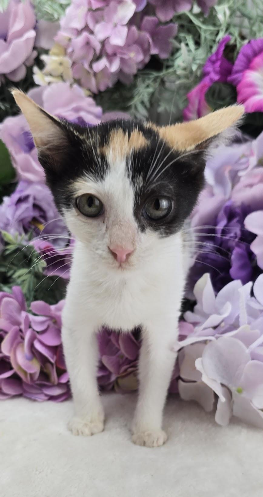 Enlarge Buttercup (Adoption Pending), a Adoptable Domestic Short Hair in Ocean Springs, MS image 4/5