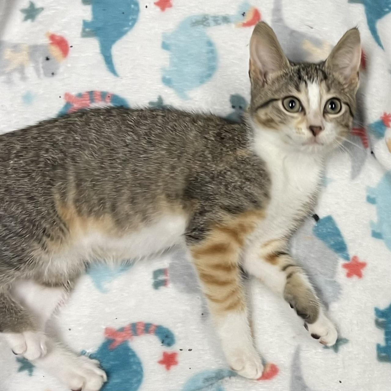 Rainier, an adopted mixed breed in Racine, WI image 3/5
