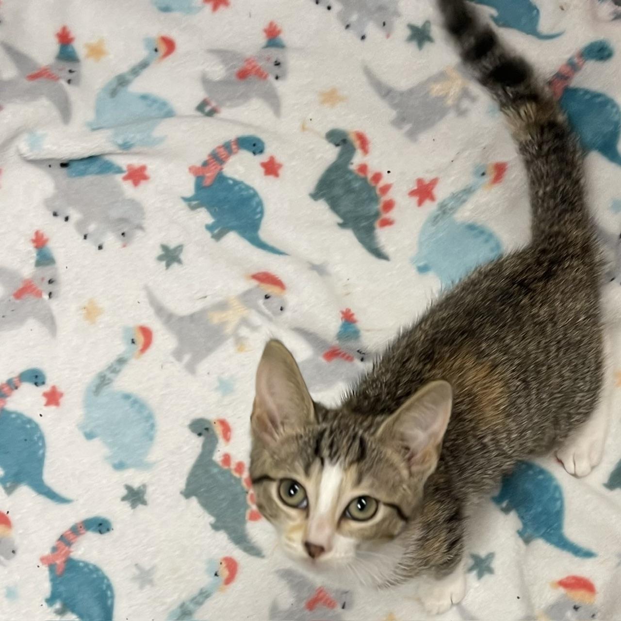 Rainier, an adopted mixed breed in Racine, WI image 2/5