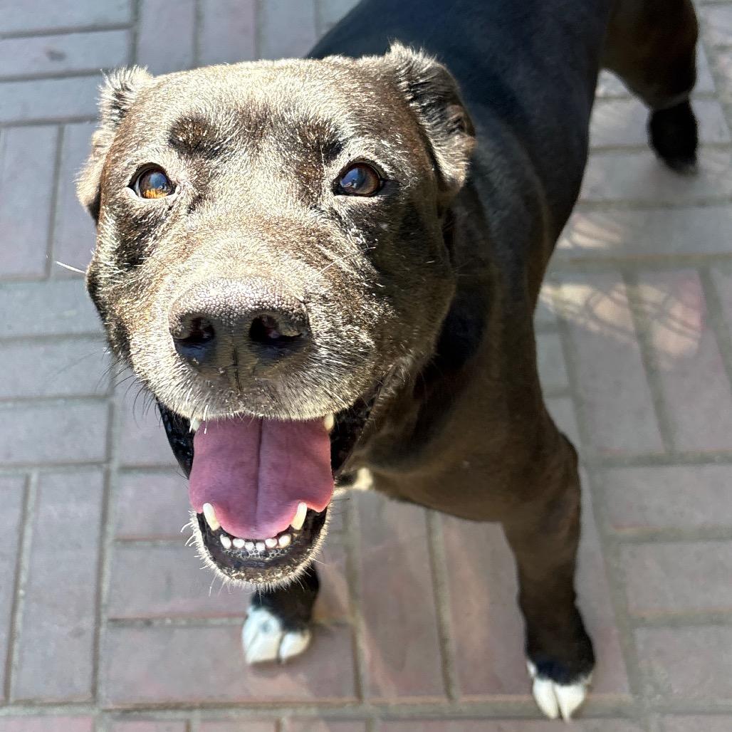 Josh, Adoptable, Senior Male Black Labrador Retriever & Mixed Breed.