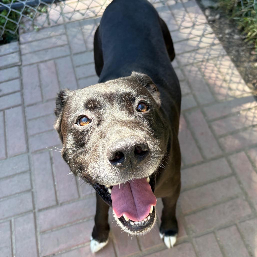 Enlarge Josh, a Adoptable mixed breed in Calverton, NY image 2/5