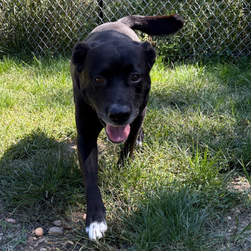Enlarge Josh, a Adoptable mixed breed in Calverton, NY image 3/5