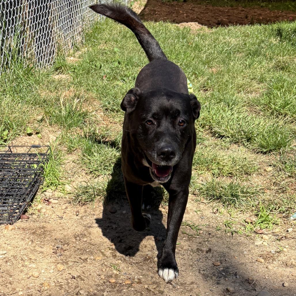 Enlarge Josh, a Adoptable mixed breed in Calverton, NY image 4/5