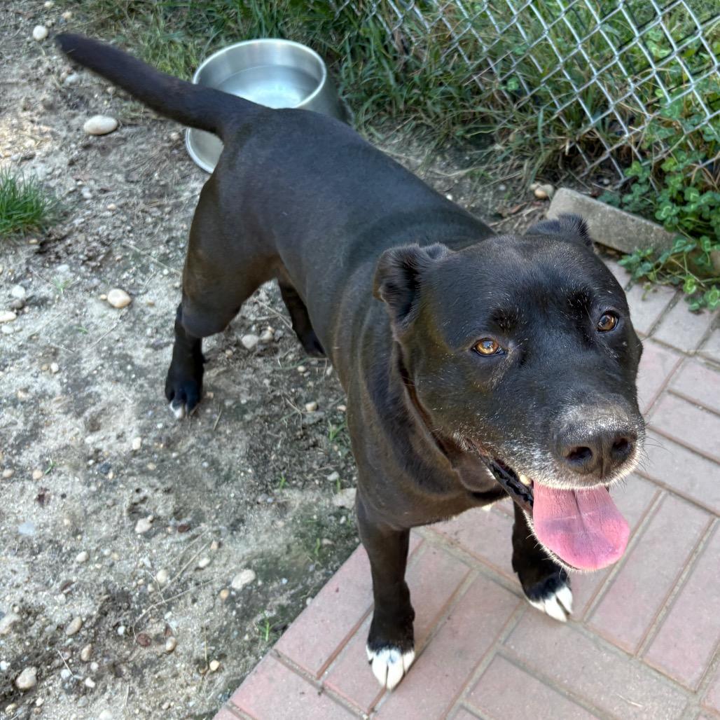 Enlarge Josh, a Adoptable mixed breed in Calverton, NY image 5/5