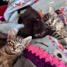 Enlarge Diller, a Adoptable Domestic Short Hair in Coos Bay, OR image 5/5