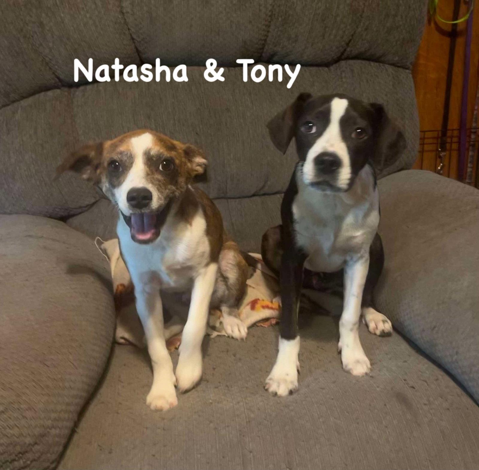 Tony, Adopted, Young Male Mixed Breed.