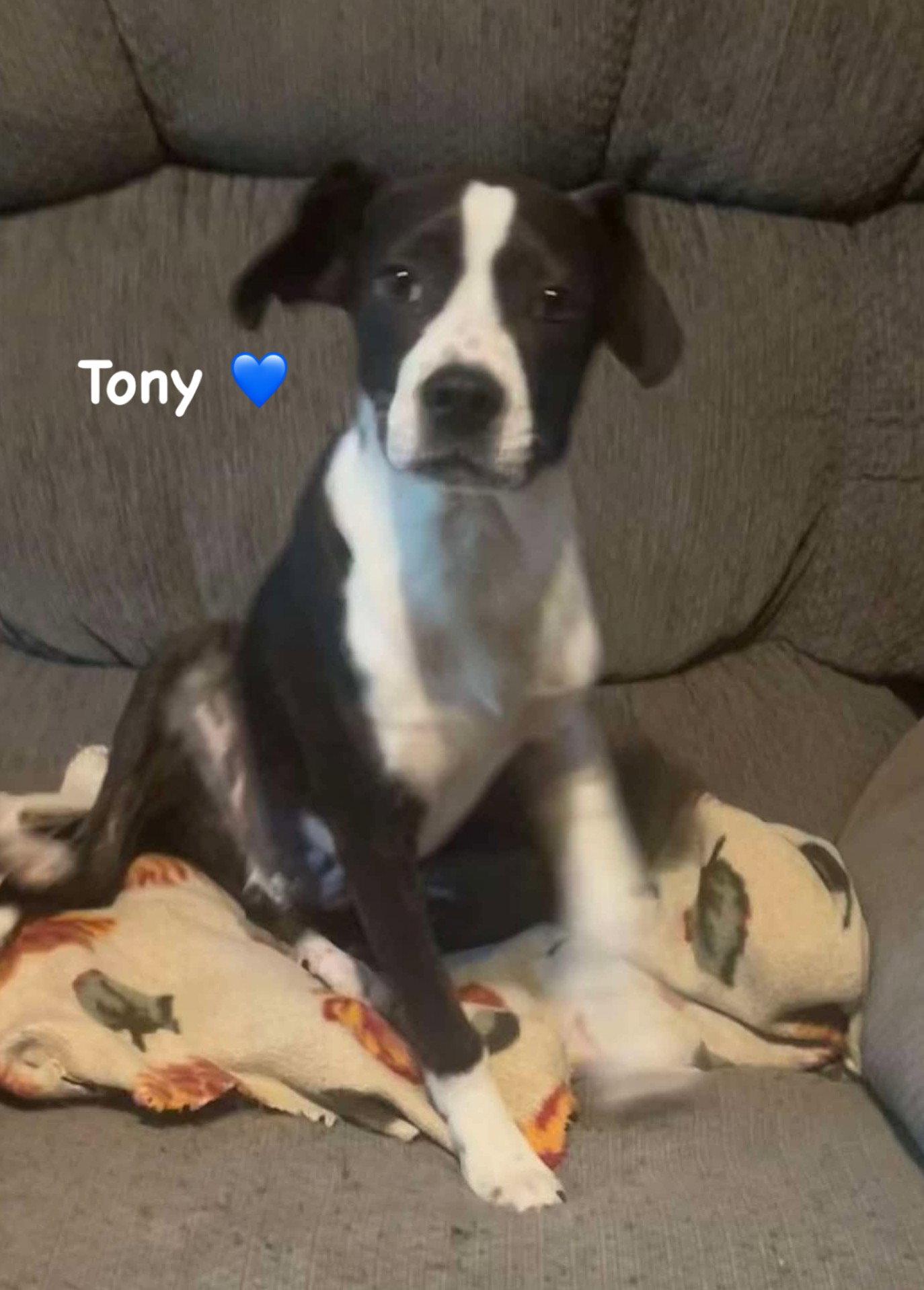 Enlarge Tony, a Adopted Mixed Breed in Ridgefield, CT image 2/3