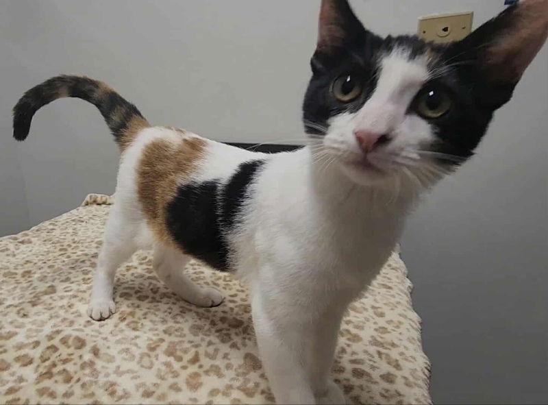 TobiKo, Adoptable, Young Female Calico & Domestic Short Hair.