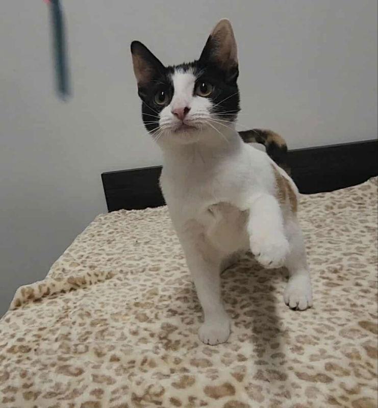 Enlarge TobiKo, a Adoptable mixed breed in Pineville, LA image 2/3