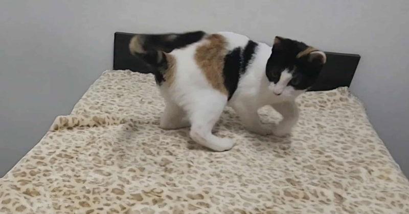 Enlarge TobiKo, a Adoptable mixed breed in Pineville, LA image 3/3