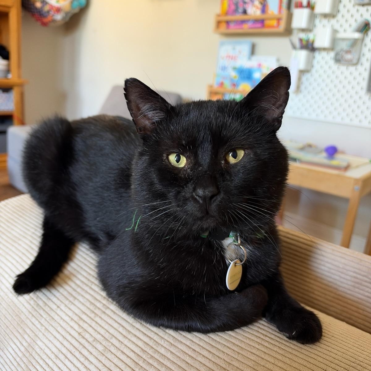 Mayo (m) 3yrs old black Bombay, Adoptable, Adult Male Bombay.