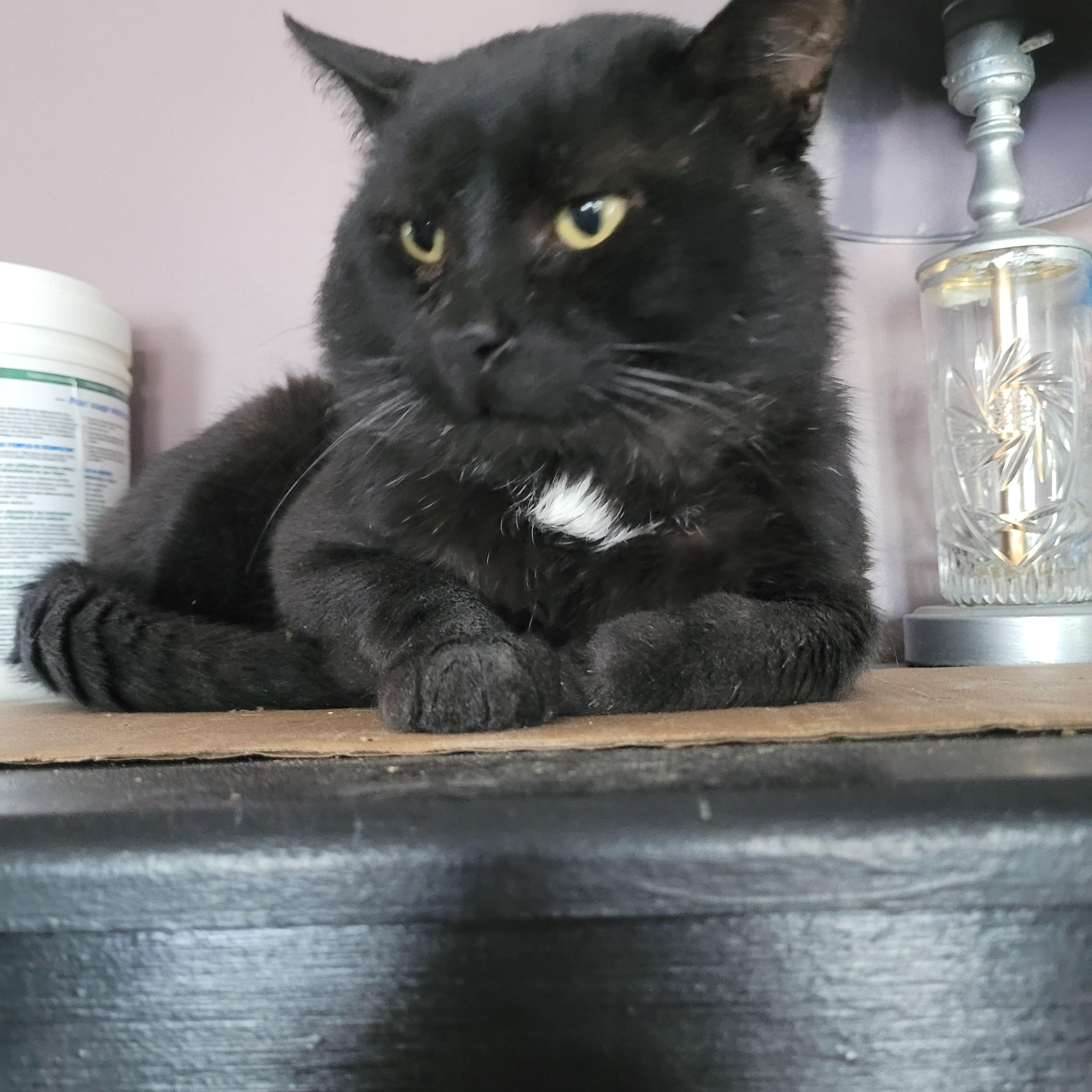 Enlarge Mayo (m) 3yrs old black Bombay, a ADOPTABLE Bombay in Ottawa, ON image 5/5