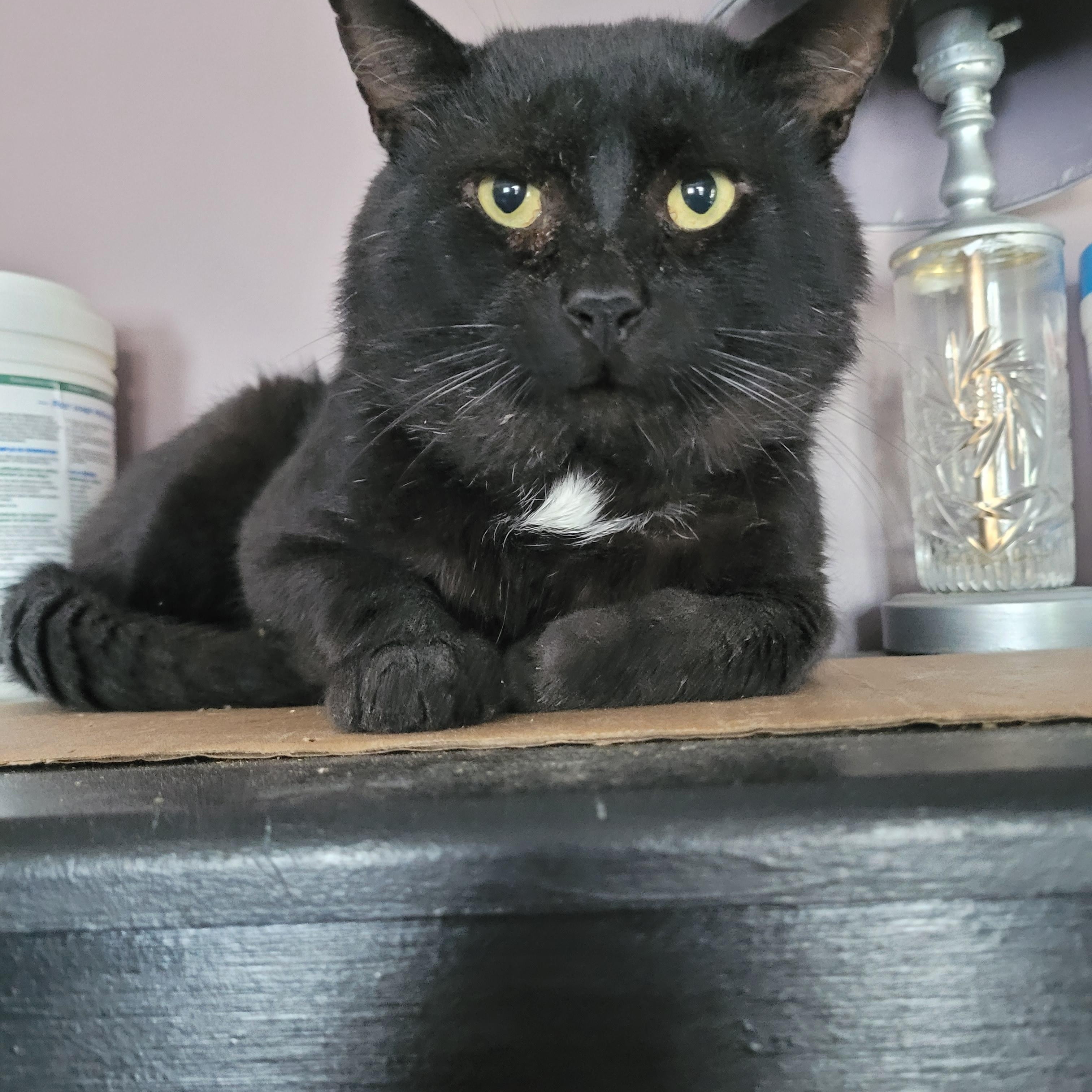 Mayo (m) 3yrs old black Bombay, ADOPTABLE, Adult Male Bombay.