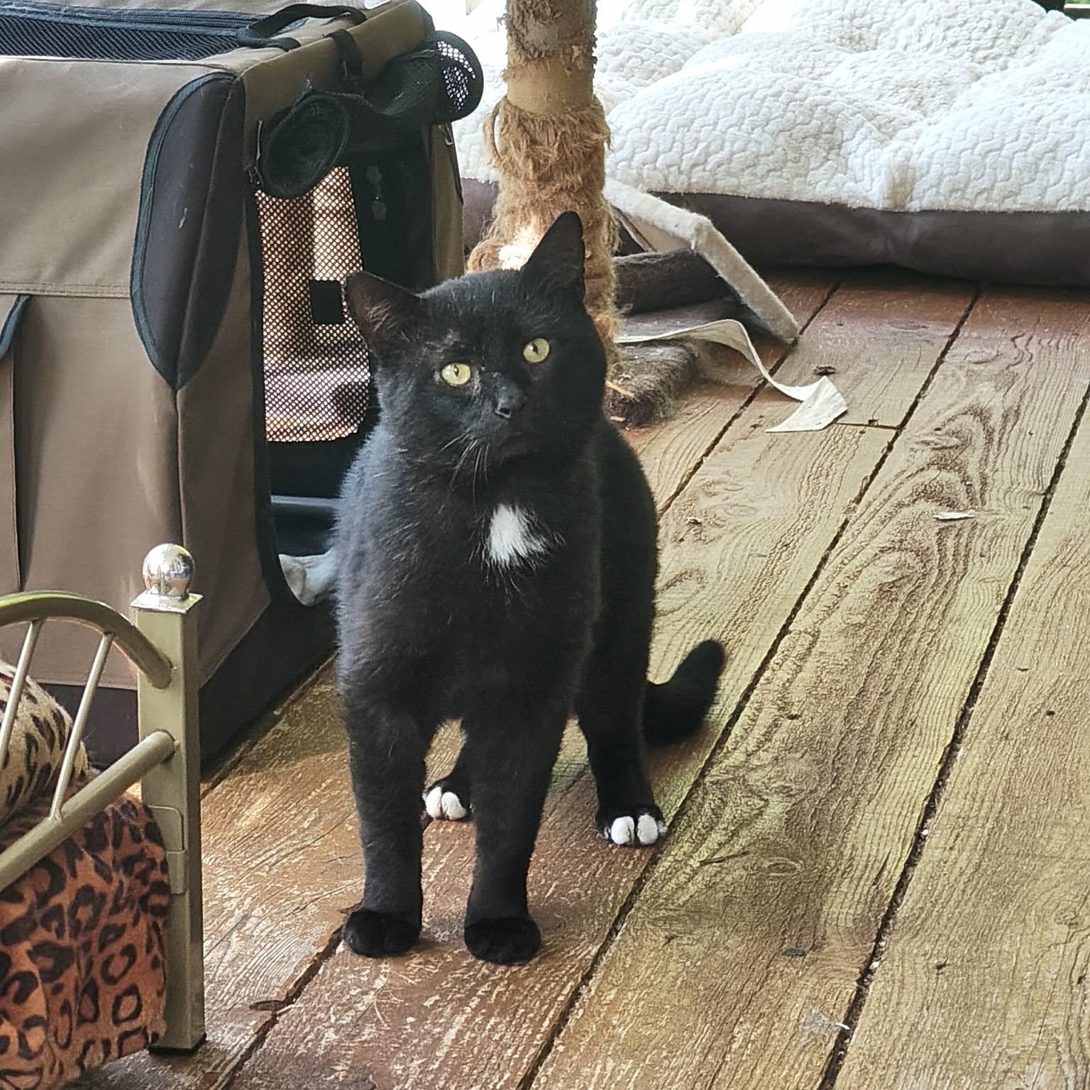 Enlarge Mayo (m) 3yrs old black Bombay, a ADOPTABLE Bombay in Ottawa, ON image 2/5