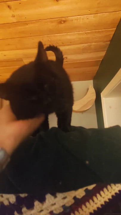 Enlarge Mayo (m) 3yrs old black Bombay, a ADOPTABLE Bombay in Ottawa, ON video 3/5