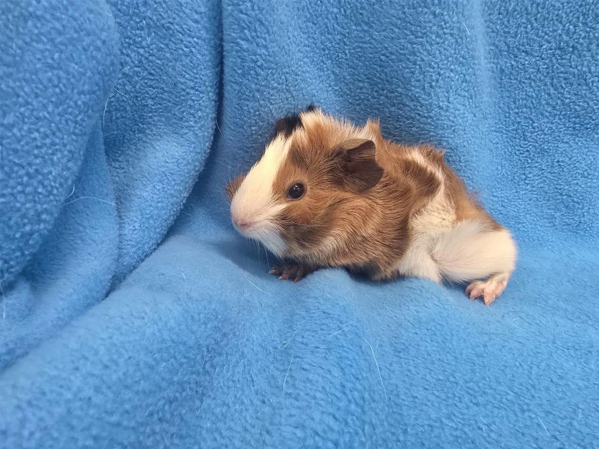 Rory, Adopted, Baby Female Guinea Pig.