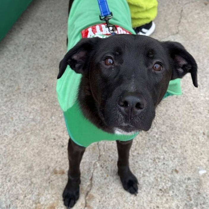 Enlarge Ash, a Adoptable mixed breed in Springfield , MA image 3/5