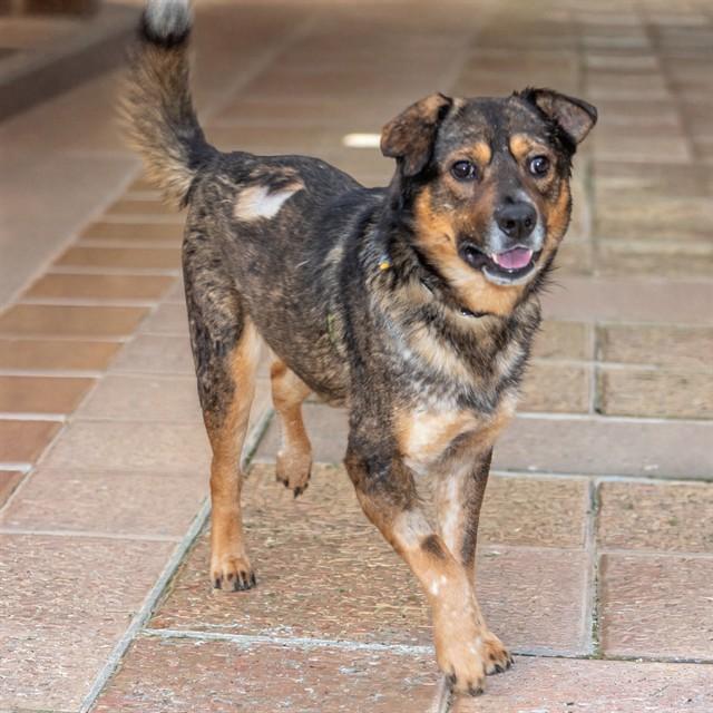 Enlarge SHERBERT, a Adoptable mixed breed in Saint Louis, MO image 1/1