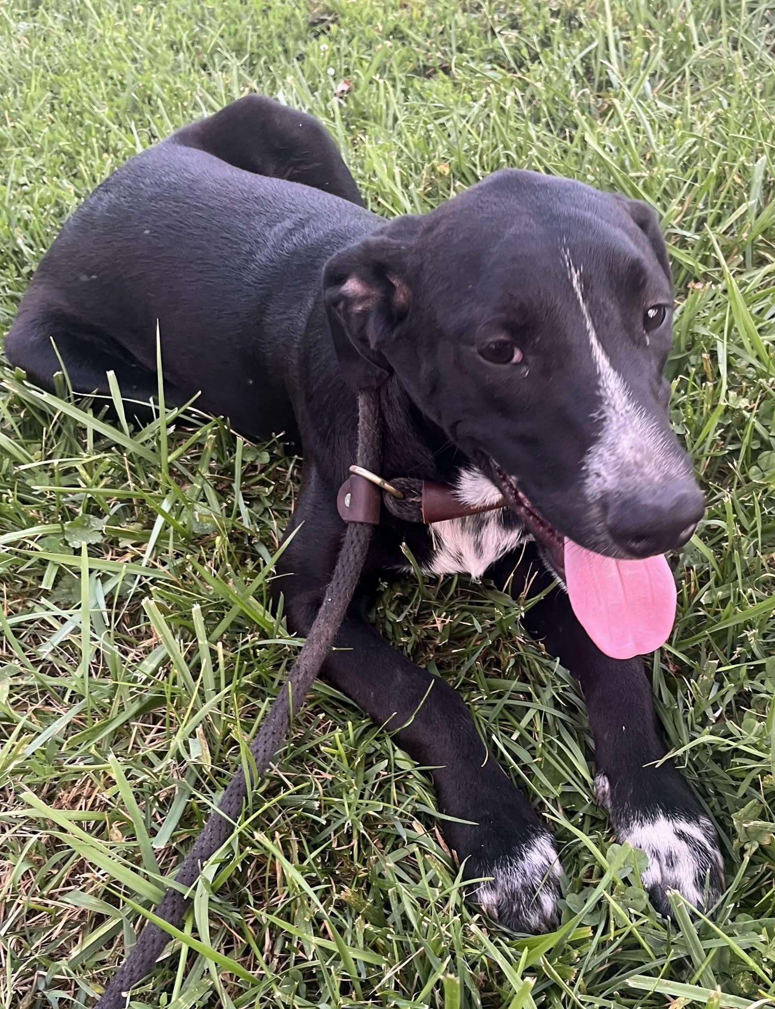 Enlarge Ali, a ADOPTABLE Mixed Breed in Fountaintown, IN image 3/6