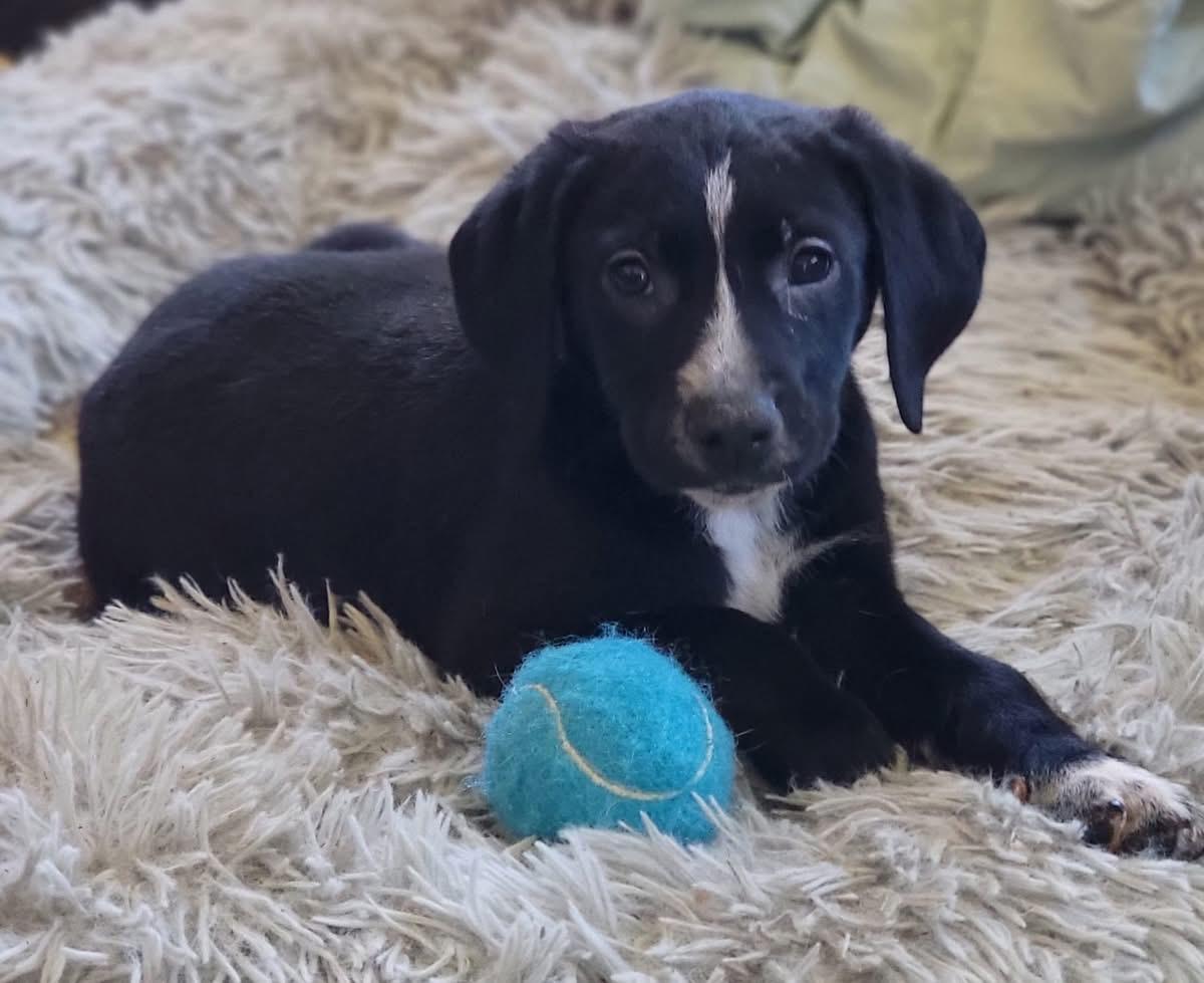 Ali, ADOPTABLE, Puppy Male Mixed Breed.