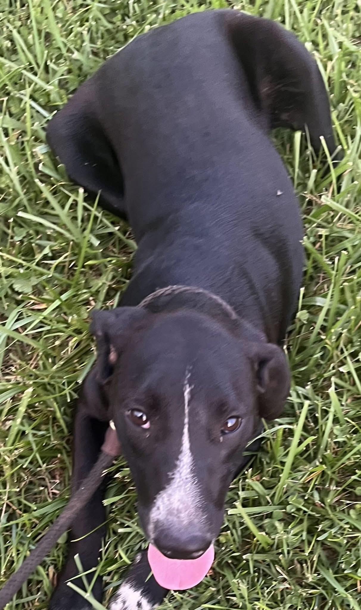 Enlarge Ali, a ADOPTABLE Mixed Breed in Fountaintown, IN image 4/6