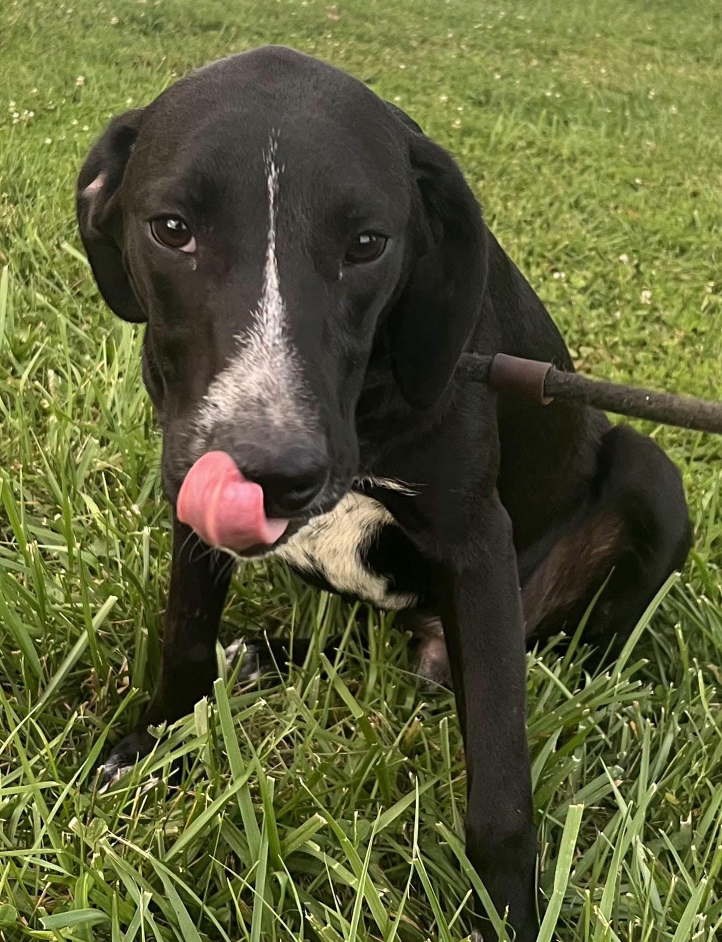 Enlarge Ali, a ADOPTABLE Mixed Breed in Fountaintown, IN image 5/6