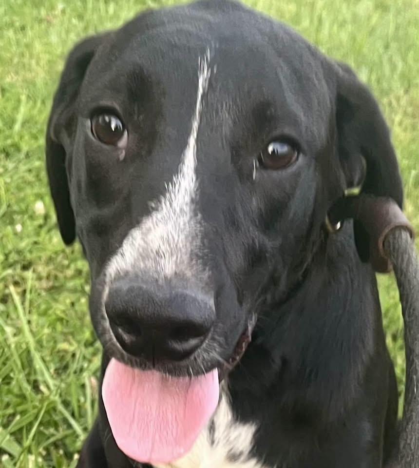 Enlarge Ali, a ADOPTABLE Mixed Breed in Fountaintown, IN image 6/6