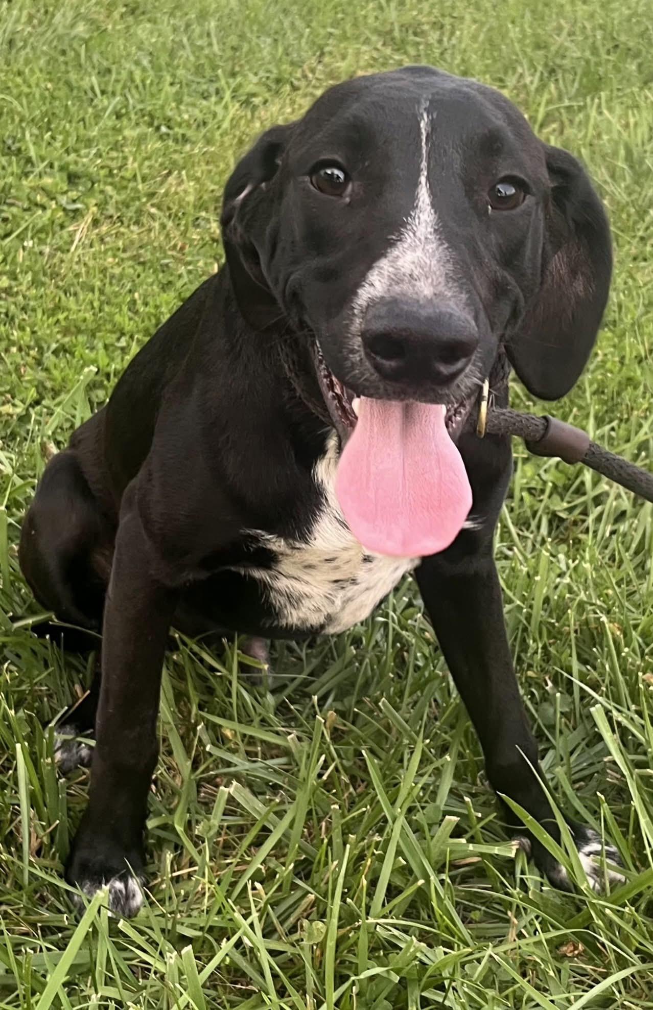 Ali, ADOPTABLE, Young Male Mixed Breed.