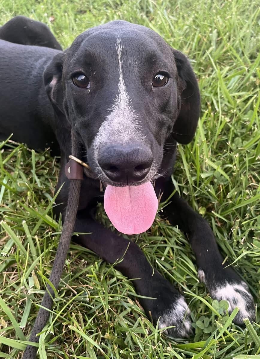 Enlarge Ali, a ADOPTABLE Mixed Breed in Fountaintown, IN image 2/6
