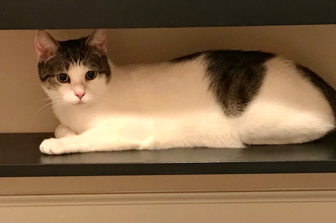 Quill, a Adoptable Domestic Short Hair in Winston-Salem, NC image 1/12